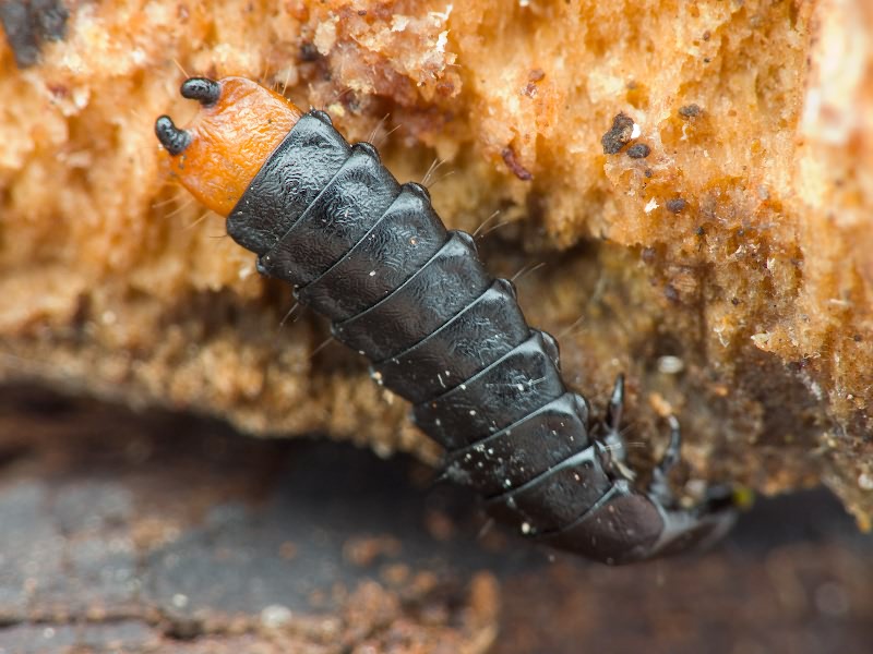 Lygistopterus sanguineus (Linnaeus, 1758)